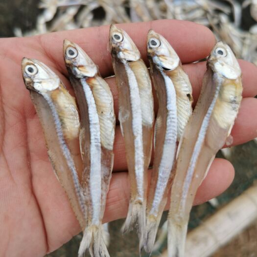 北海银鱼干  白凡鱼，海燕鱼，水晶鱼，海鲜干货