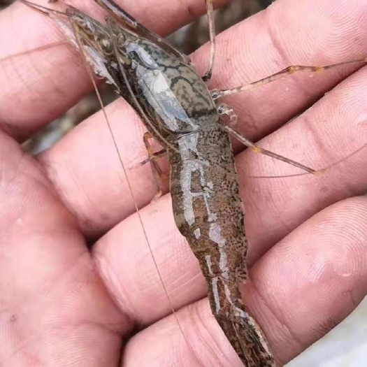 潜江市 鲜活米虾