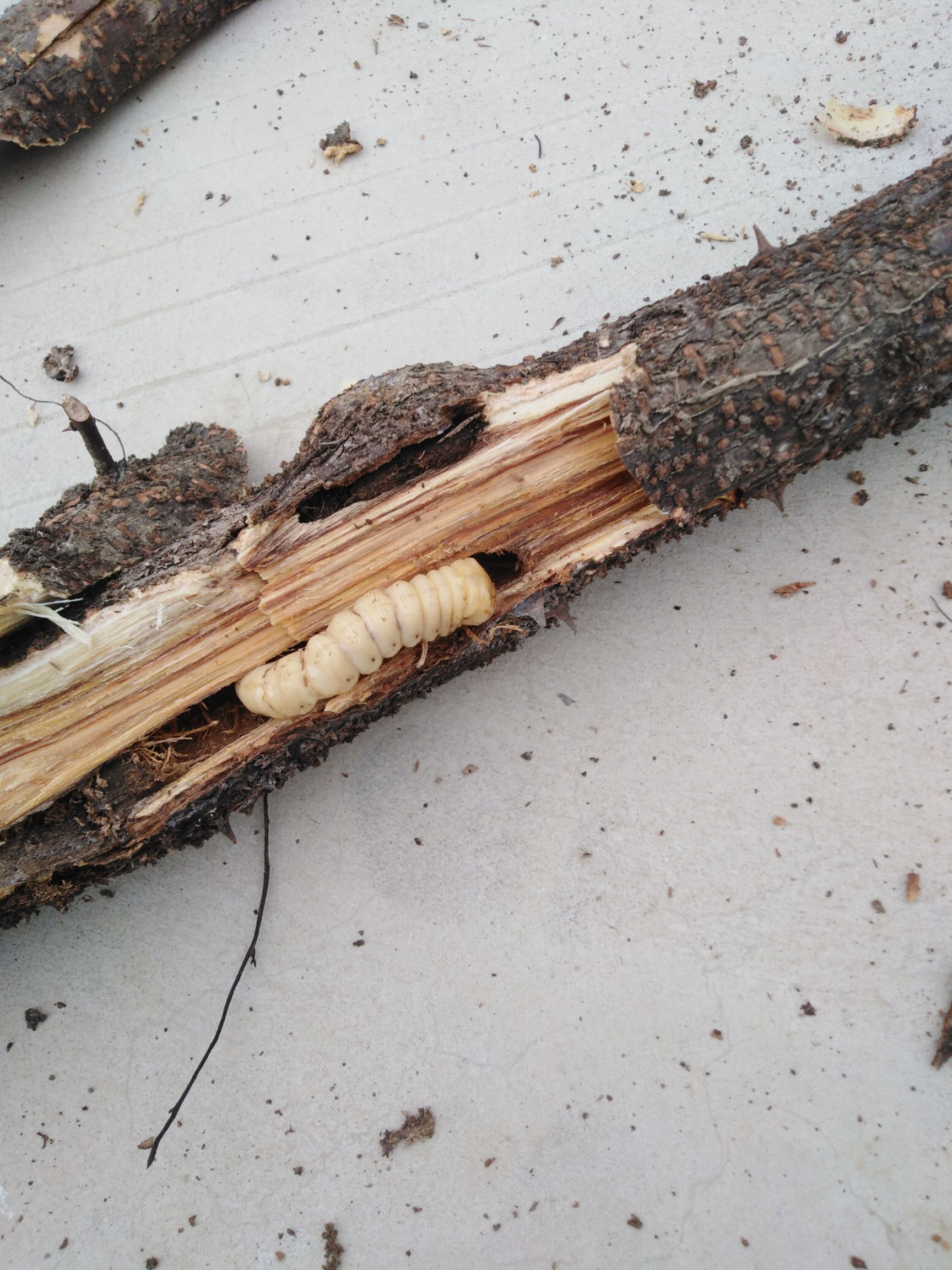 斗米虫 山中精品，看上看上，云实中货，。。。