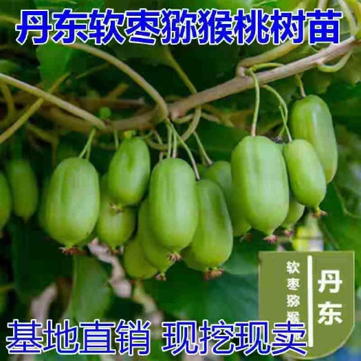 平邑县丹东软枣猕猴桃苗，南北方适宜种植，基地直销三包发货