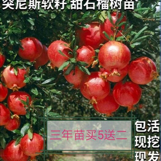 平邑县 石榴树苗软子石榴果树苗地栽盆栽南北方种植当年结果盆景种植
