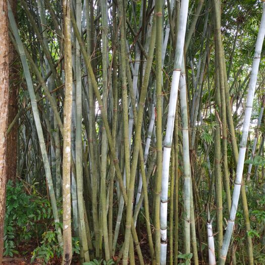 万宁市菜架竹  竹竿