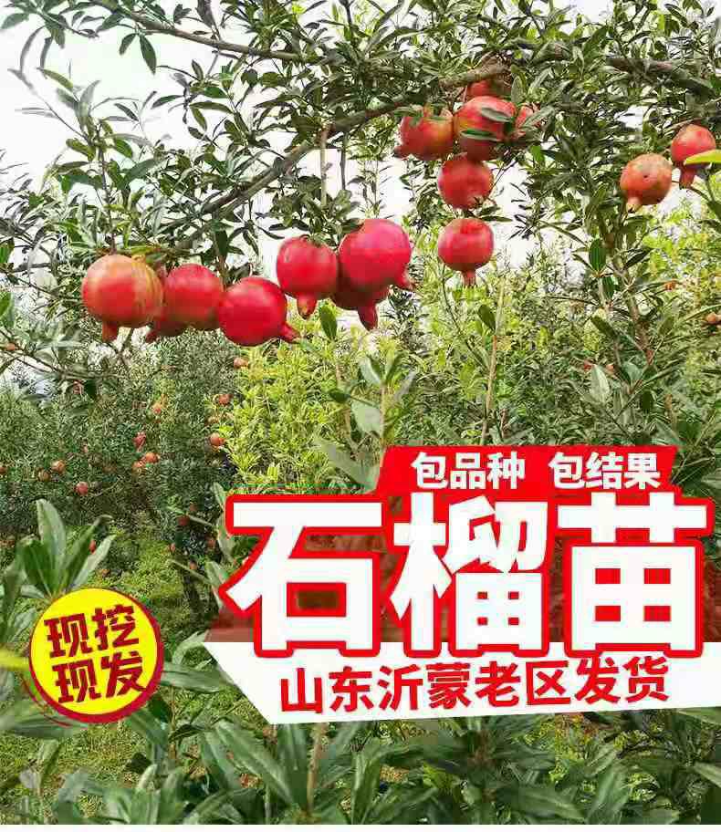 石榴树苗  红宝石石榴苗，基地直销三包发货