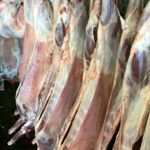 额尔古纳呼伦贝尔羔羊肉 生肉