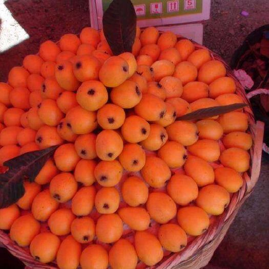 蒙自市 云南高原时鲜水果蒙自枇杷，果味纯正，现已上市