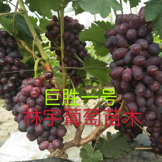 卢龙县基地直供巨盛一号葡萄苗   假一赔十  死苗免费补发