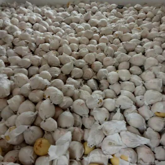 汉源县汉源套袋金花梨，果园采摘，大量上市，果面干净，个头大