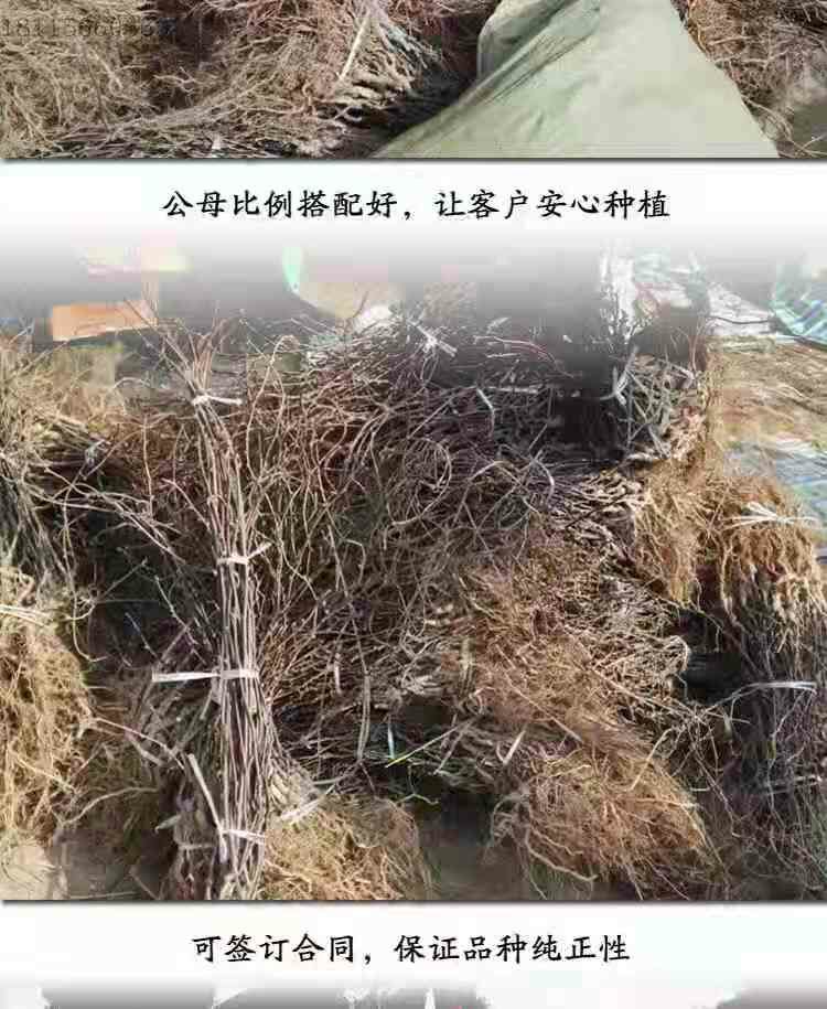 泰山一号猕猴桃苗，南北方适宜种植，基地直销三包发货