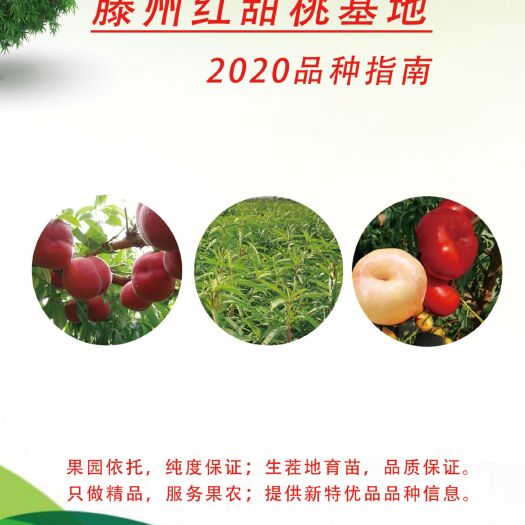 滕州市 桃树苗 毛桃苗 黄桃苗 蟠桃苗 油蟠桃树苗 油桃苗 保纯！