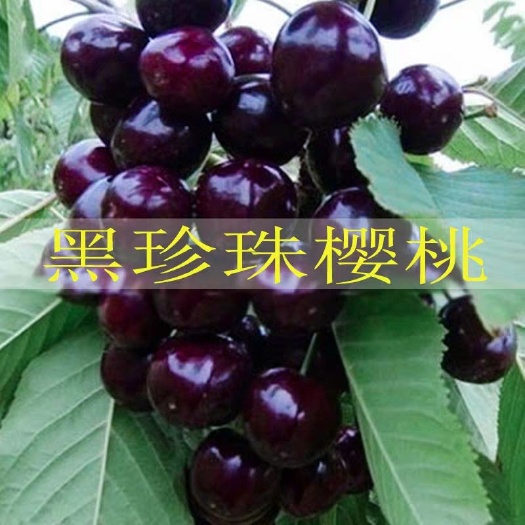 黑珍珠苗  优质嫁接苗 现挖保湿发货 全国包邮