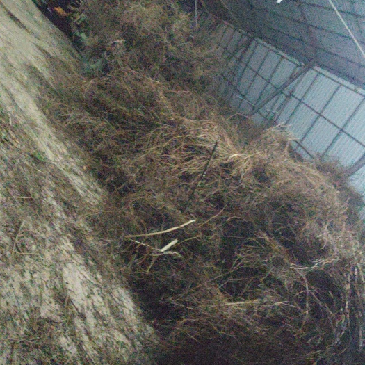 贵港 大量鬼针草出售