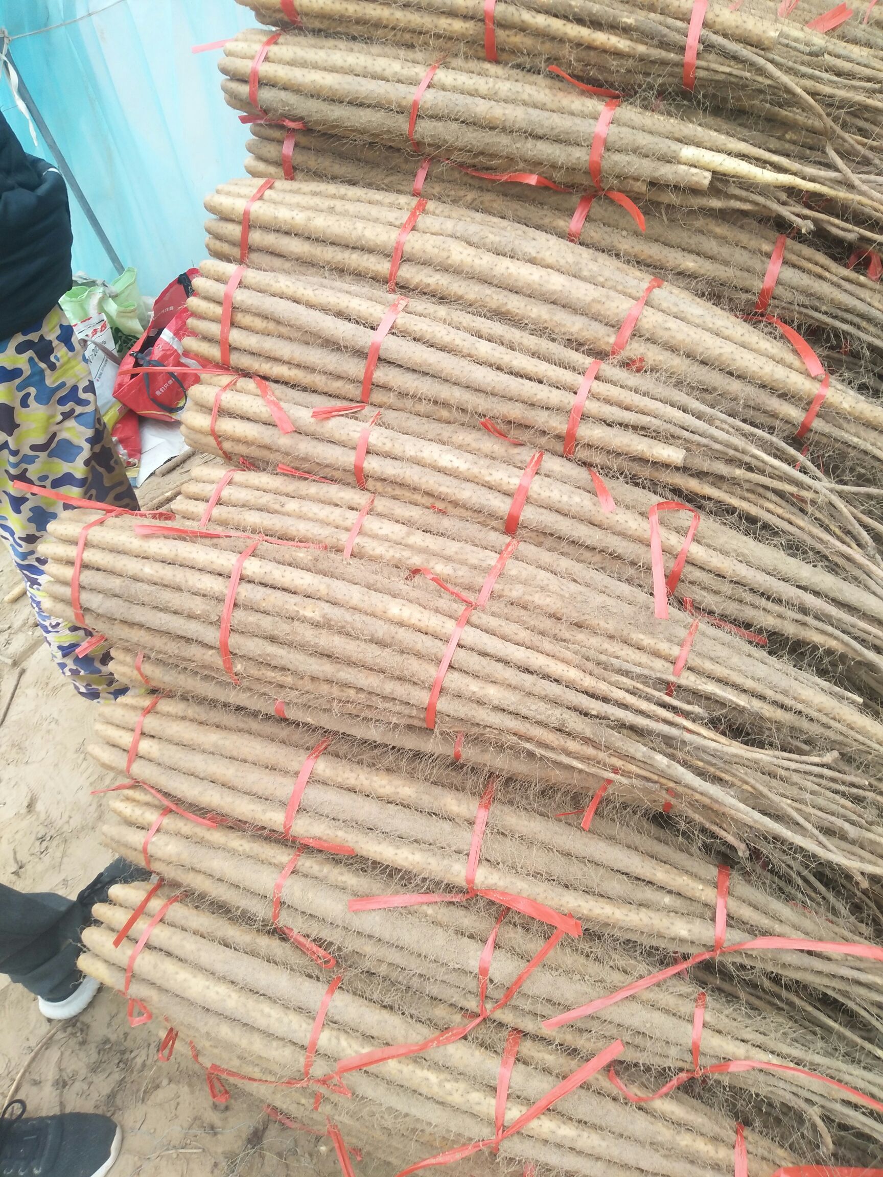  大量供应铁杆麻山药大通货级二货各规格铁杆棒药大卖场，产地直销