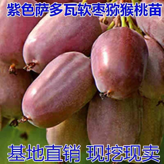 平邑县紫色萨多软枣猕猴桃苗，南北方适宜种植，基地直销三包发货