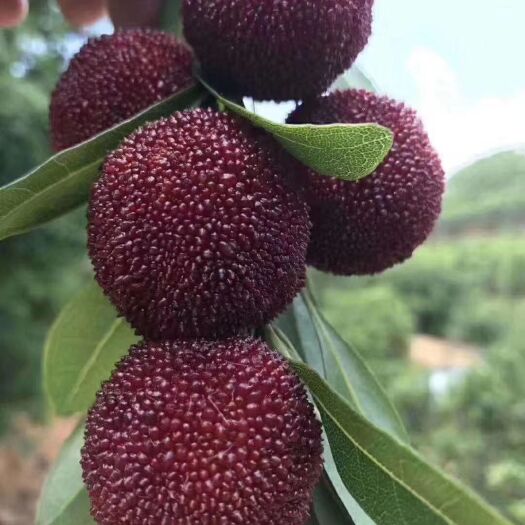 靖州县 正宗东魁杨梅树苗3公分4公分，大量有货