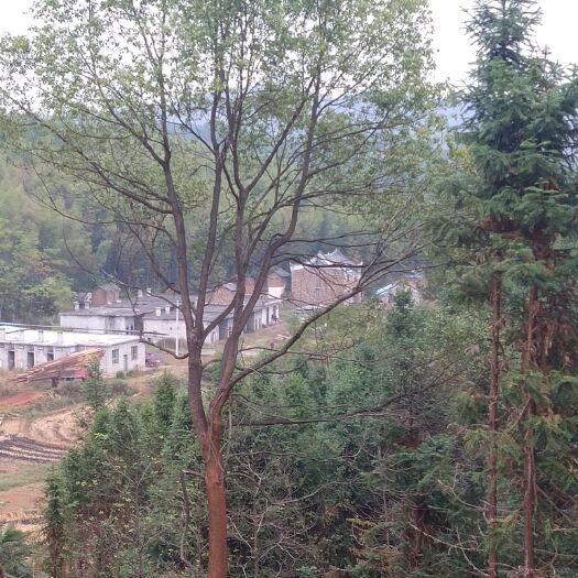 桂阳县骨架香樟 樟树