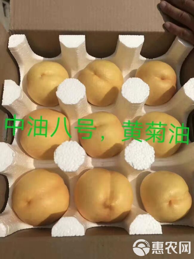 中蟠17号桃苗 2019市场最火桃子品种开始发货，假一赔十