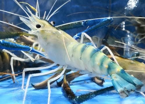 广州 自孵罗氏沼虾苗/大头虾苗