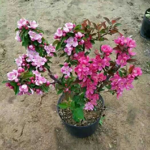临沂苹果盆栽 各种果树海棠盆栽春季观花秋冬季节赏果观赏价值最好的品种