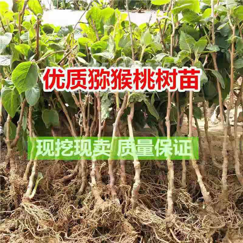 东红猕猴桃苗  红阳猕猴桃苗，南北方适宜种植，基地直销三包发货