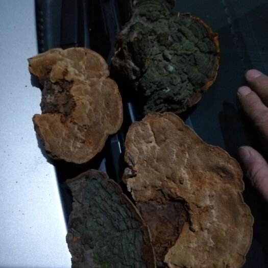饶河县 松针层孔菌桑黄