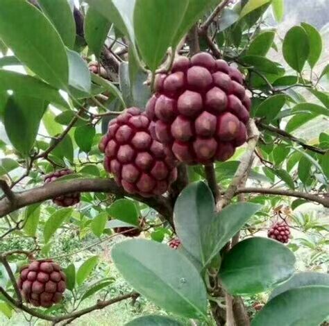 灵山县黑老虎 黒老虎