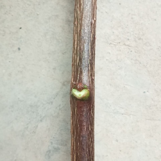 陇南树枝  无刺伏椒大红袍嫁接枝条(接穗)