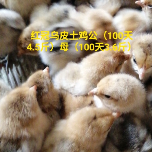 广州土鸡苗 红冠乌皮土鸡公（100天4.5斤）母（100天3.6斤）鸡