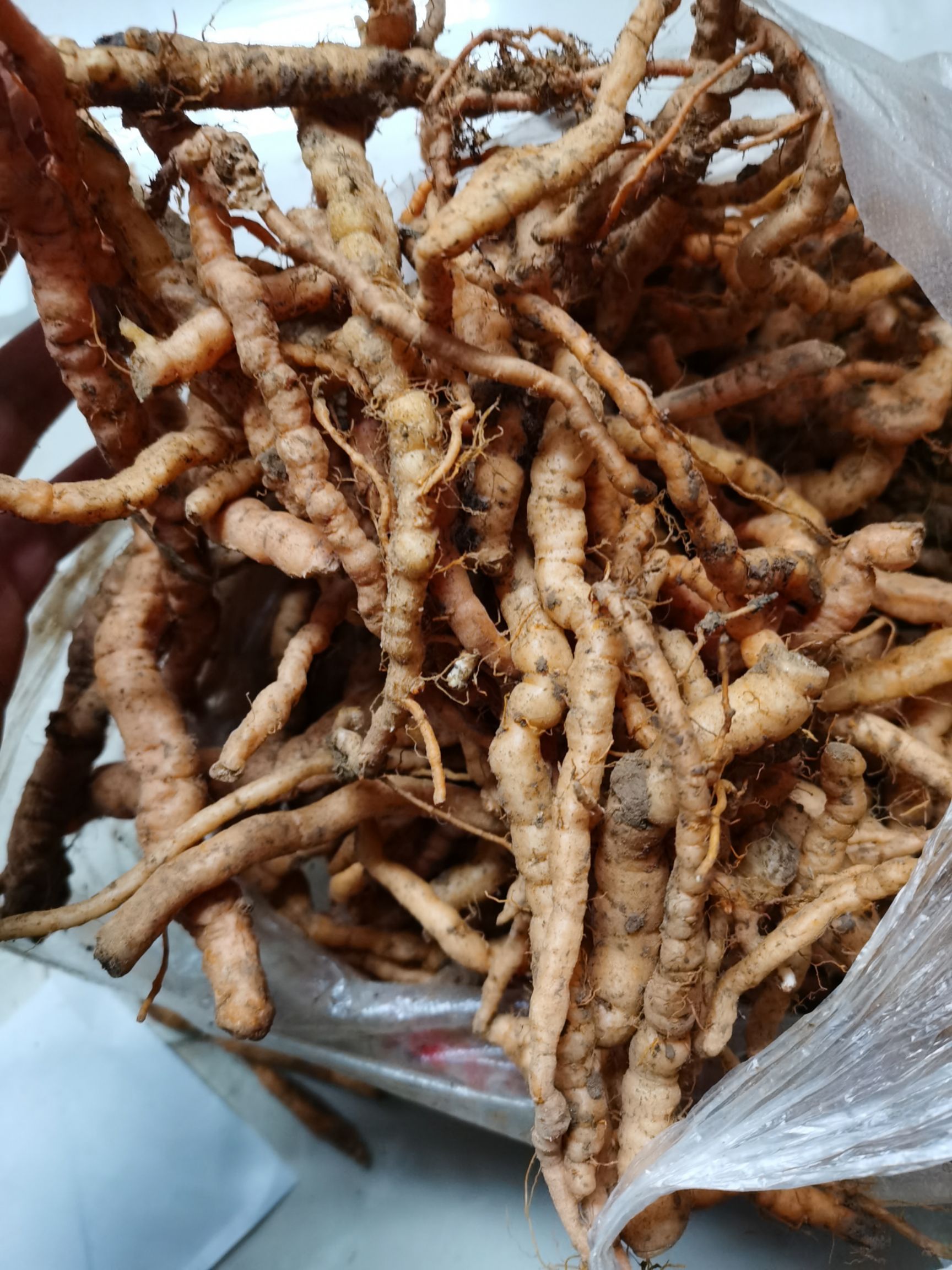 陕西省宝鸡市陇县 纯野生生地黄现挖现卖量大预订