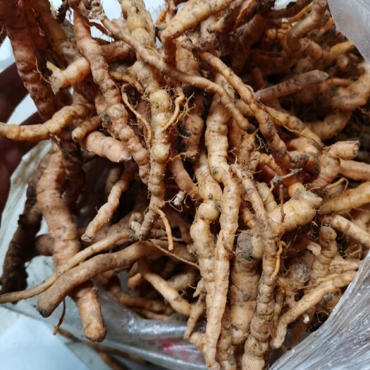 陇县 纯生地黄现挖现卖量大预订