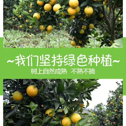 郴州湖南永兴冰糖橙