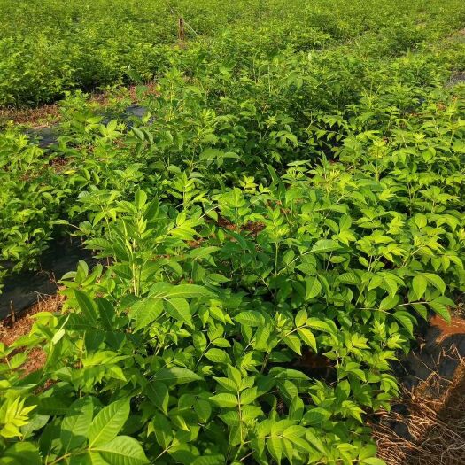 樟树市正宗江西樟树插杆吴茱萸苗，高产单叶蔓荆子