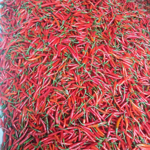 新平县小米椒 混装通货 特辣 红色