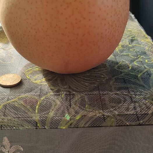 漯河晚秋黄梨 晚秋黄莉