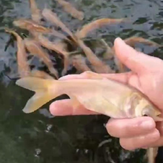 广州 金大头鱼苗/肥头鱼苗十供自孵水花