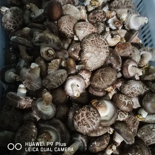 西峡县西峡香菇 产地直销批发！一手农户货源！质优价廉！货源充足！