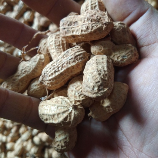 樟树市白沙花生果 花生果  手选果 炒货  种子果