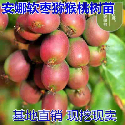 平邑县安娜软枣猕猴桃苗，南北方适宜种植，基地直销三包发货