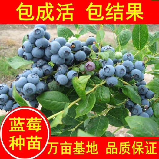 平邑县北蓝蓝莓苗  放心购买 当年挂果 基地直供