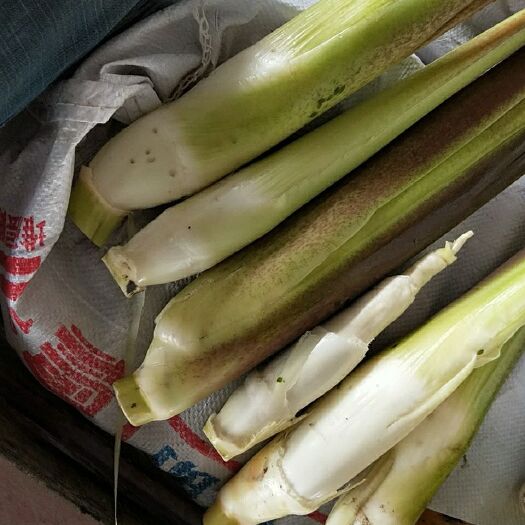 上海双季茭白 精品
