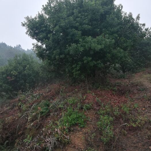 长沙县 杨梅树