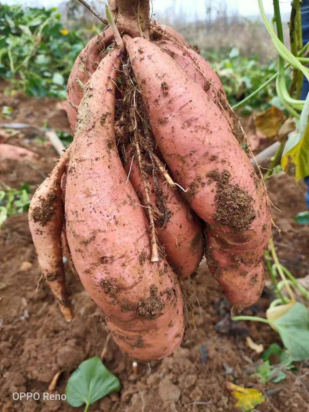 烟薯25 红皮