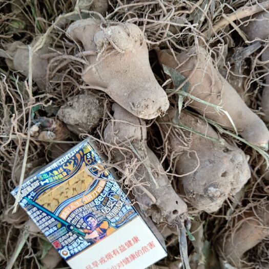 郸城县 鲜白术