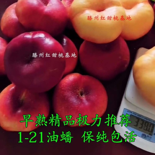 滕州市 油蟠桃苗早熟黄肉油蟠6月中旬大果七两 保纯保活