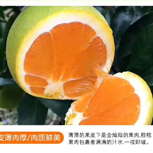 秭归县 我只买好吃的橙子，九月红，现在口感非常棒！！，欢迎各位下单！