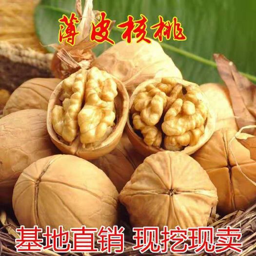 平邑县薄皮核桃苗，基地直销三包发货