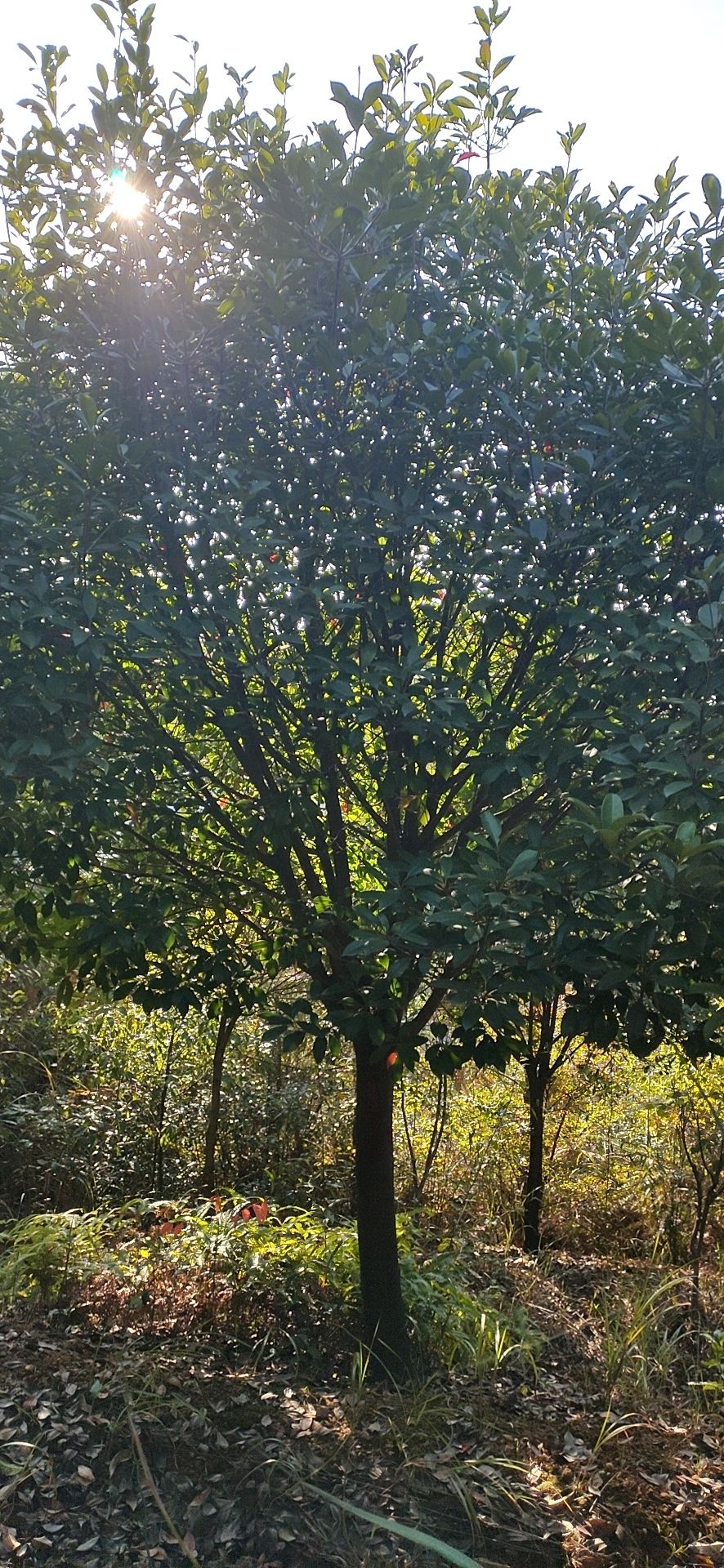 高杆红叶石楠