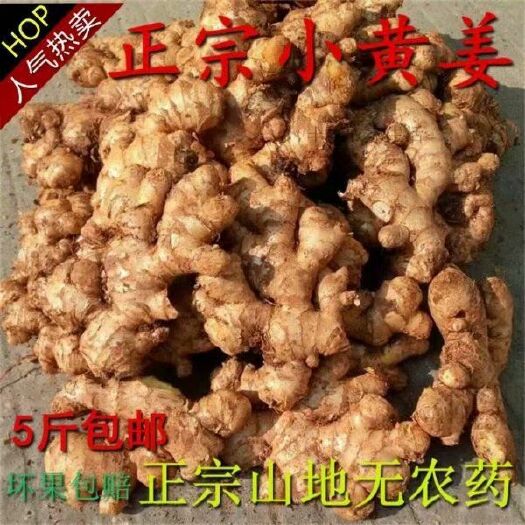昆明 小黄姜 老姜 生姜 月子姜 正宗小黄姜山地小黄姜