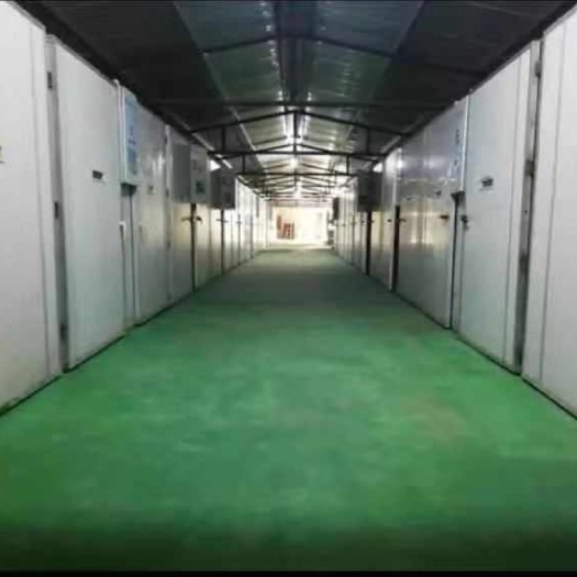 兴平市肉鸡苗 B380,快大红九斤红母苗包成活，咸阳最大孵化厂全国送货