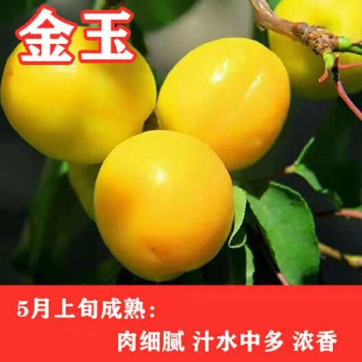 平邑县金玉杏树苗，南北方适宜种植，基地直销三包发货