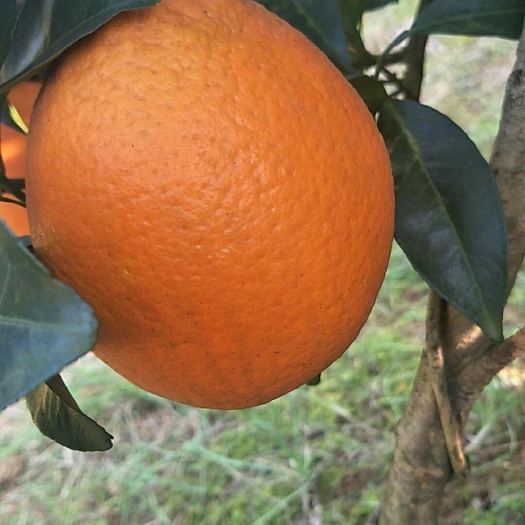 全州县 纽荷尔脐橙300万斤待嫁